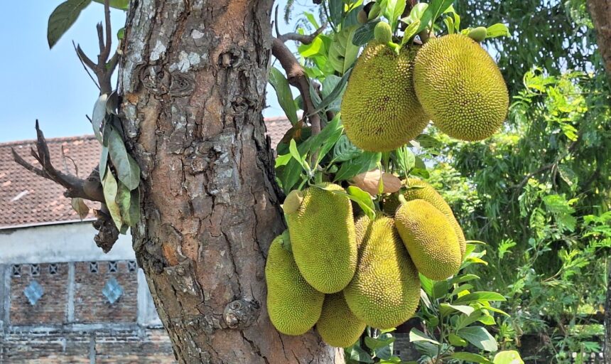 Green jackfruits hanging from a tree trunk with leaves and a clear blue sky in the background.
