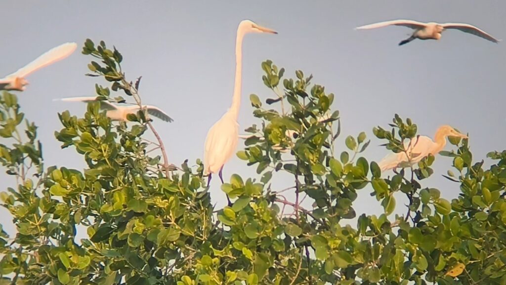 Screenshot_20261010_171444_Gallery - Mabur.co Group of white egrets perched among green foliage against a pale blue sky, some with wings partially spread