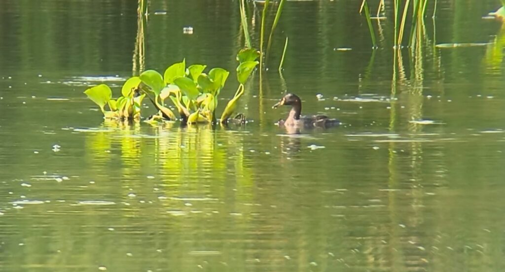 Screenshot_20261010_171612_Gallery - Mabur.co Brown duck swimming in a calm pond among green aquatic plants and reeds on the water surface, with reflections visible in the water.