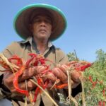 Farmer in a wide-brimmed hat holding red chili peppers in an al fresco field under a clear blue sky