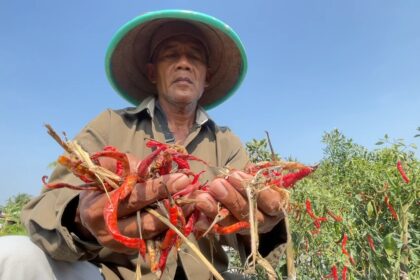 Farmer in a wide-brimmed hat holding red chili peppers in an al fresco field under a clear blue sky