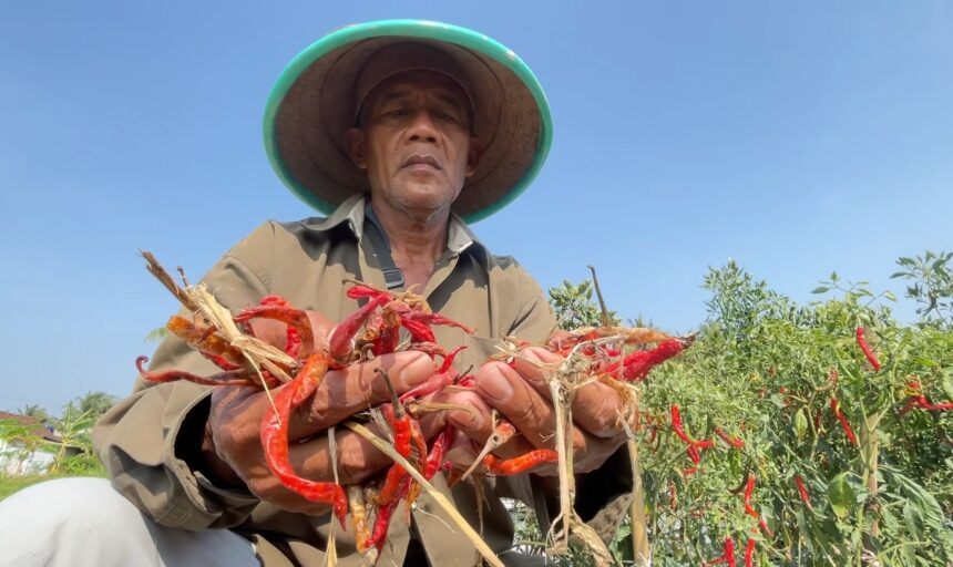 Farmer in a wide-brimmed hat holding red chili peppers in an al fresco field under a clear blue sky