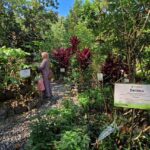 A woman in a beige hijab walks through a lush garden exhibit with labeled plants, including a Delima (Punico granatum) sign.