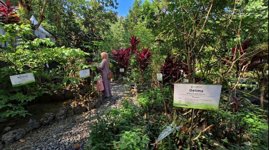 TamanJamu - Mabur.co A woman in a beige hijab walks through a lush garden exhibit with labeled plants, including a Delima (Punico granatum) sign.