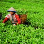 Tea picker wearing a conical hat harvests tea leaves in a lush green plantation, basket on back.