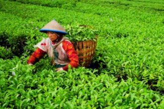 Tea picker wearing a conical hat harvests tea leaves in a lush green plantation, basket on back.