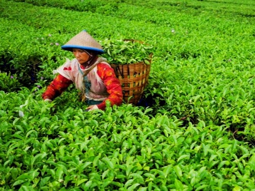 WhatsApp Image 2026-06-21 at 210157 - Mabur.co Tea picker wearing a conical hat harvests tea leaves in a lush green plantation, basket on back.