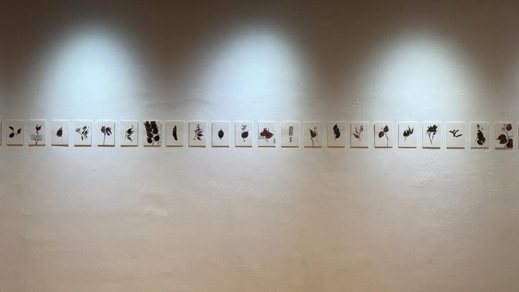 WhatsApp Image 2026-09-09 at 105549 - Mabur.co Row of small framed botanical prints along a white gallery wall under spotlights.