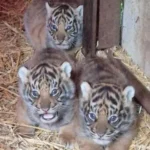 Three tiger cubs with striped fur in a straw-filled pen, one looking directly at the camera while two peek from behind a wooden beam.