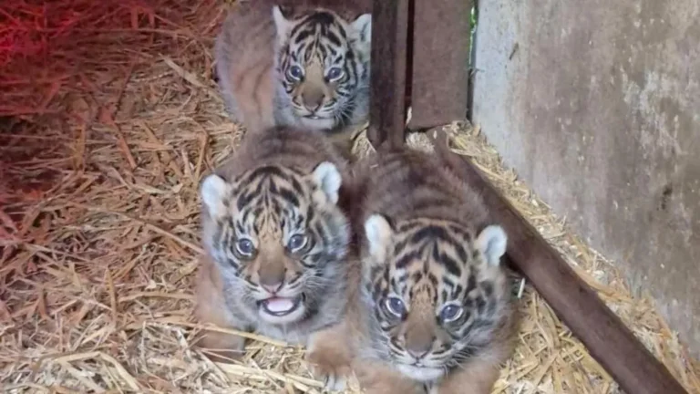 Three tiger cubs with striped fur in a straw-filled pen, one looking directly at the camera while two peek from behind a wooden beam.