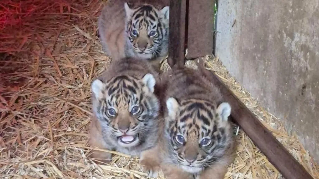 Three tiger cubs with striped fur in a straw-filled pen, one looking directly at the camera while two peek from behind a wooden beam.