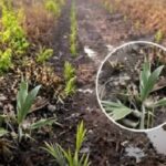 Field of young green sprouts in dark soil; magnified circle shows a weed seedling to identify.