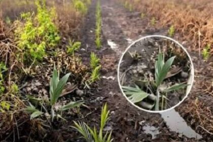 Field of young green sprouts in dark soil; magnified circle shows a weed seedling to identify.