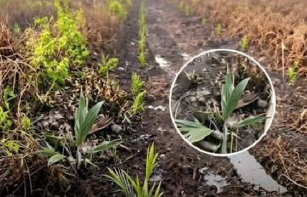 Field of young green sprouts in dark soil; magnified circle shows a weed seedling to identify.