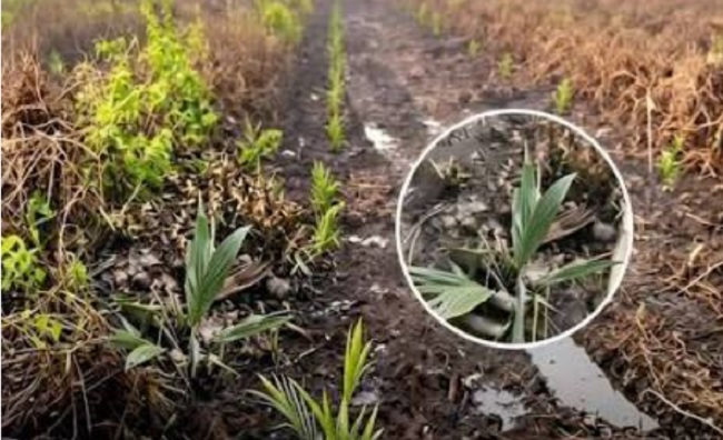 Field of young green sprouts in dark soil; magnified circle shows a weed seedling to identify.