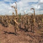 Dry, cracked soil in a barren cornfield with withered, brown stalks under a partly cloudy sky.