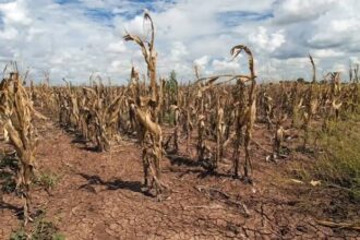 Dry, cracked soil in a barren cornfield with withered, brown stalks under a partly cloudy sky.