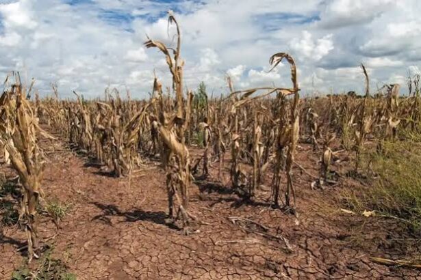 Dry, cracked soil in a barren cornfield with withered, brown stalks under a partly cloudy sky.