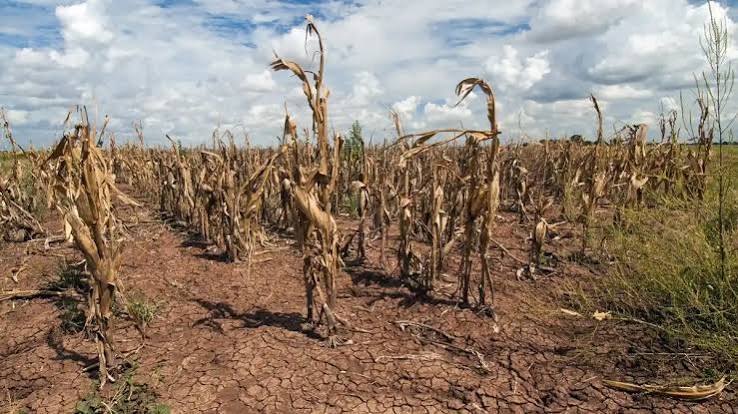 aa - Mabur.co Dry, cracked soil in a barren cornfield with withered, brown stalks under a partly cloudy sky.