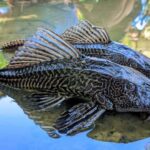 Two large fish with zebra-like striped bodies lie at the water's edge, their patterns mirrored in the calm pond.