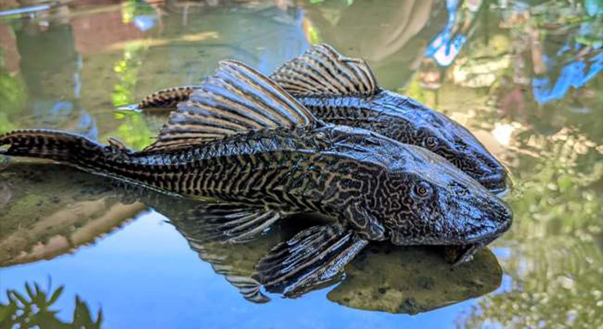 Two large fish with zebra-like striped bodies lie at the water's edge, their patterns mirrored in the calm pond.