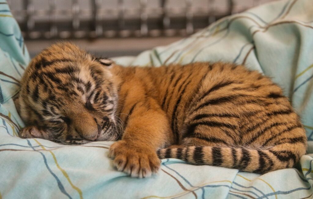 Dua Anak Harimau di Bandung Zoo Terpapar Virus Mematikan, Satu Kritis Satu Mati