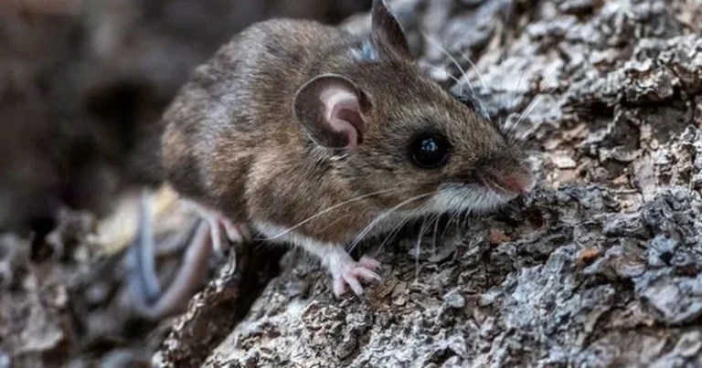 Small brown mouse clinging to rough tree bark, facing right on a textured trunk.