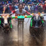 Man riding a pole between two charging bulls in a kambala race, mud and water spraying in all directions amid a cheering crowd.