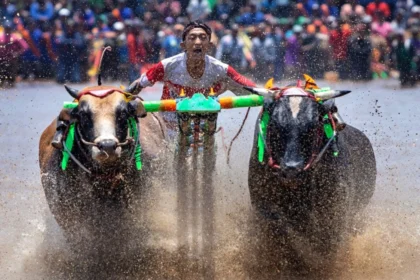 Man riding a pole between two charging bulls in a kambala race, mud and water spraying in all directions amid a cheering crowd.