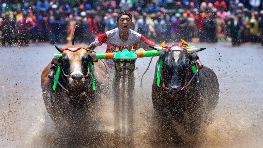 dqSQAs - Mabur.co Man riding a pole between two charging bulls in a kambala race, mud and water spraying in all directions amid a cheering crowd.