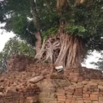 Large tree growing on a ruined brick structure, roots sprawling over weathered stones.