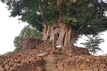 Large tree growing on a ruined brick structure, roots sprawling over weathered stones.