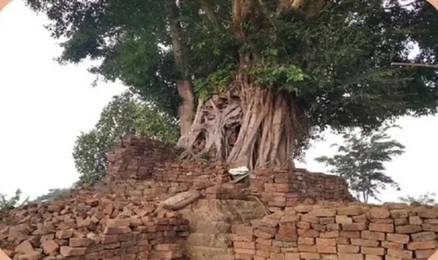 Large tree growing on a ruined brick structure, roots sprawling over weathered stones.