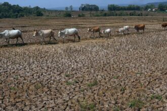 Line of horses walking across a dry harvested field with two people visible in the distance.
