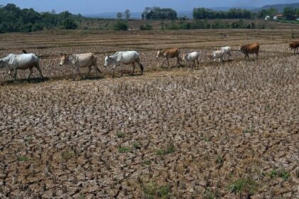 Line of horses walking across a dry harvested field with two people visible in the distance.