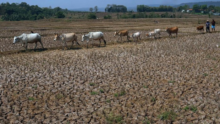 Line of horses walking across a dry harvested field with two people visible in the distance.