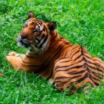 Tiger resting in tall, lush green grass, looking to the left.