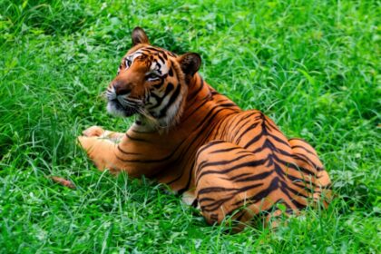 Tiger resting in tall, lush green grass, looking to the left.
