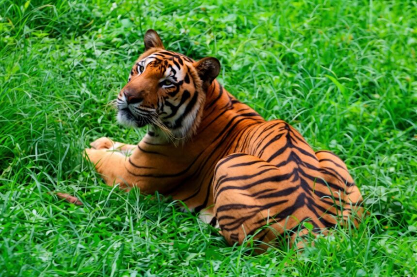 Tiger resting in tall, lush green grass, looking to the left.
