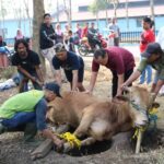 Group of men rescuing a cow trapped in a hole, using ropes while spectators watch nearby.