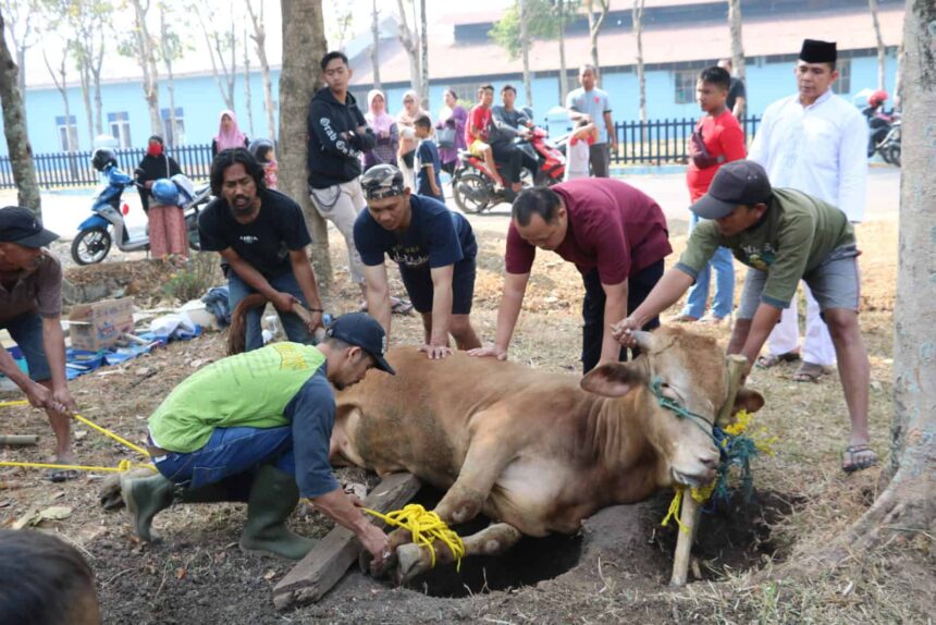hewan kurban by madaninews id - Mabur.co Group of men rescuing a cow trapped in a hole, using ropes while spectators watch nearby.