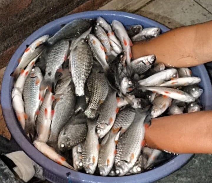 Blue tub filled with small silver fish with orange markings, held by two hands.