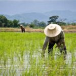 Two farmers wearing wide-brim hats work knee-deep in a flooded rice paddy, with green shoots and distant hills in the background.