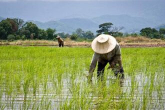 Two farmers wearing wide-brim hats work knee-deep in a flooded rice paddy, with green shoots and distant hills in the background.