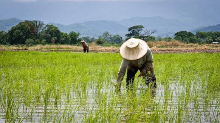 iaOXOAX - Mabur.co Two farmers wearing wide-brim hats work knee-deep in a flooded rice paddy, with green shoots and distant hills in the background.
