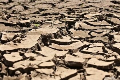 Close-up of dry cracked earth with jagged clay pieces and a tiny green sprout in the cracks.