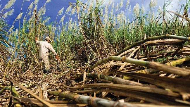 Worker walks through a sugarcane field amid tall green stalks and scattered broken stalks on the ground, under a blue sky.