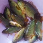 Several green tilapia fish with orange fins piled in a pink tub / bucket.