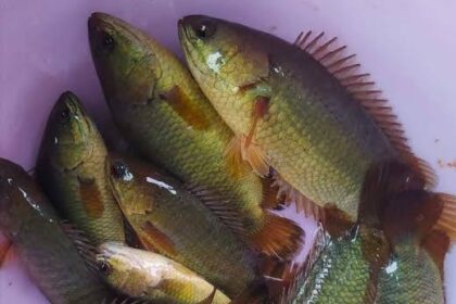 Several green tilapia fish with orange fins piled in a pink tub / bucket.