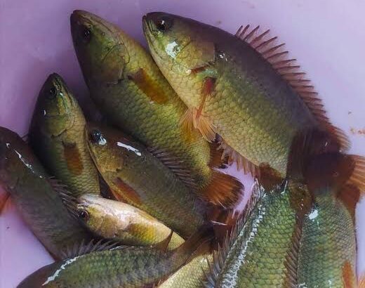 Several green tilapia fish with orange fins piled in a pink tub / bucket.